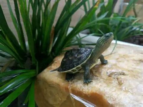 陰木性格 烏龜怎麼養
